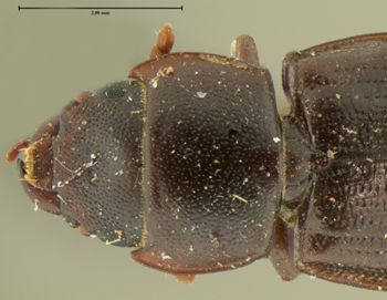 Media type: image;   Entomology 113 Aspect: pronotum dorsal
